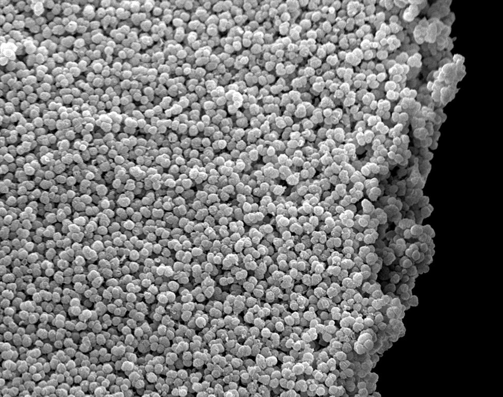 Bacterial colony